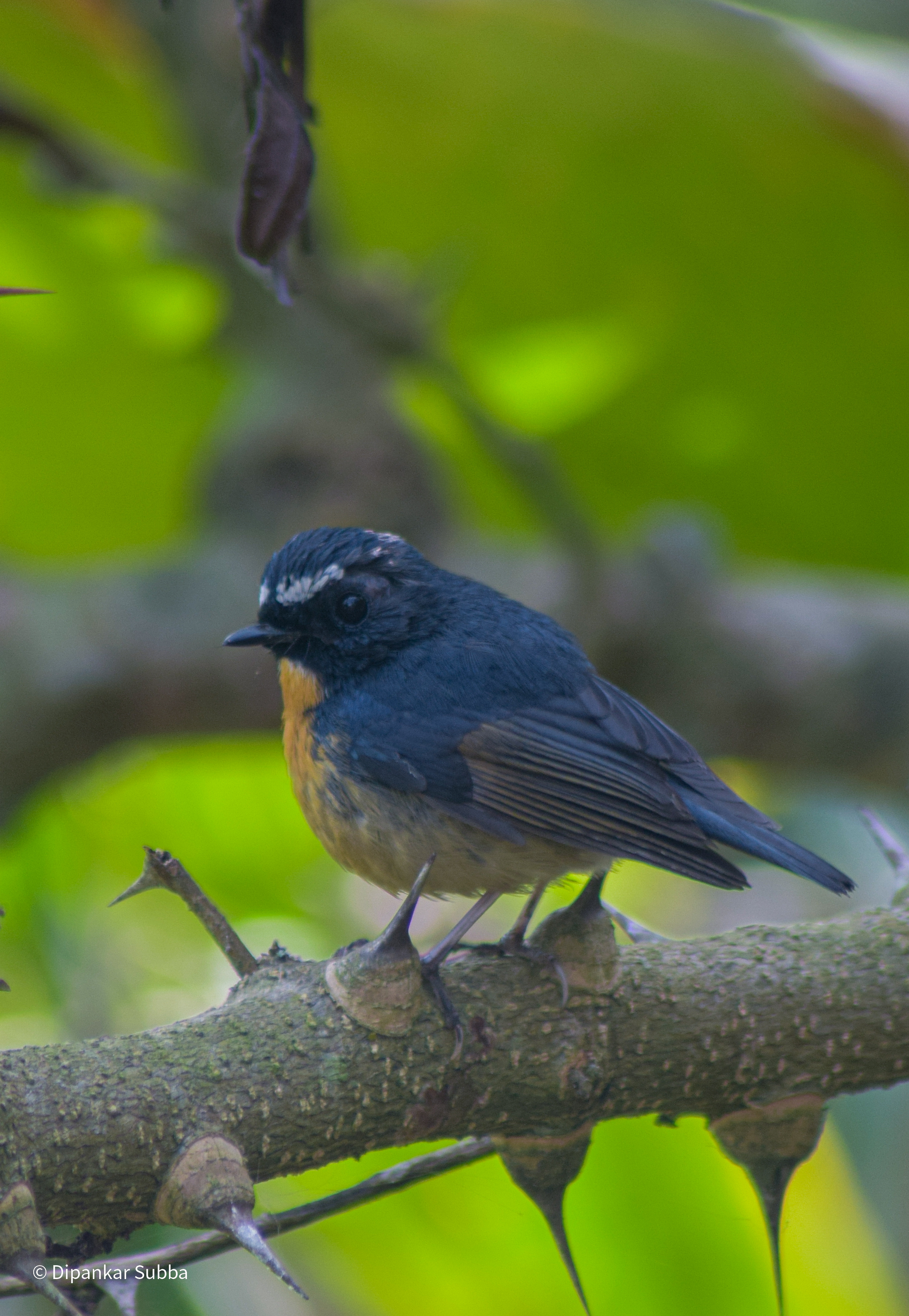 Snowy Browed Flycatcher